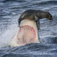 Удивительный маневр спас морского котика от зубов белой акулы