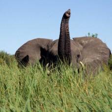 Африканские слоны легко понимают, когда им на что-то показывают