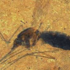 В желудке доисторического комара ученые обнаружили следы крови