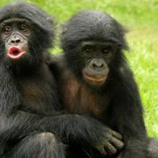 Бонобо способны успокоить своего расстроенного товарища
