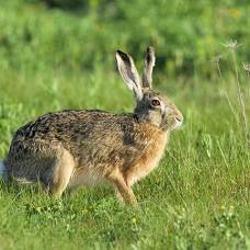 Кролики серьезно усложняют жизнь на шотландском острове канна