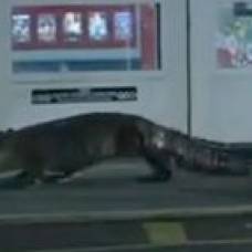 Двухметровый аллигатор заблокировал вход в супермаркет