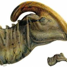 Найдены останки детеныша утконосого динозавра