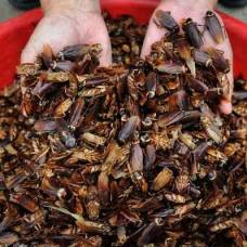 Китайские фермеры взялись за разведение тараканов