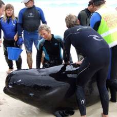 Как проходят операции по спасению морских млекопитающих