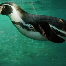 В африке тоже живут пингвины