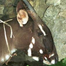 Во вьетнаме удалось обнаружить редчайшее млекопитающее - азиатского единорога