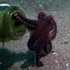 Щупальца осьминогов живут самостоятельной жизнью