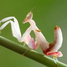 Орхидейный богомол расцветкой и формой тела похож сразу на 13 видов орхидей