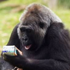 Самка гориллы начала прием витаминов, чтобы привлечь внимание жениха