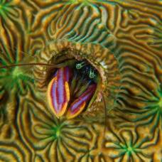 Возвращение в рай: кораллы залива кимбе