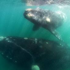Уникальные снимки южного гладкого кита с детенышем