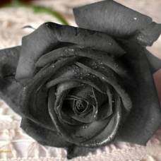 Черные розы halfeti