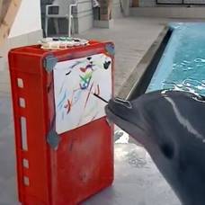 Дельфин по кличке чики умеет рисовать картины