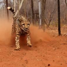 Зоологи впервые измерили скорость гепардов в дикой природе