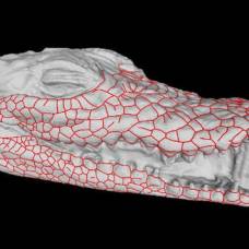 Зоологи нашли объяснение устрашающему рисунку на морде крокодилов