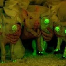 Китайские ученые создали свиней со светящейся кожей