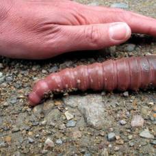 Гигантский дождевой червь (лат. megascolides australis)
