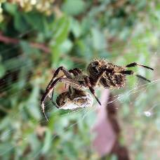 Рацион пауков-кругопрядов состоит не только из насекомых
