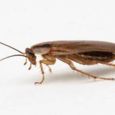 Почему выживают тараканы