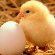 Почему куриные яйца овальной формы