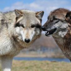 Волки умеют анализировать действия людей и собак