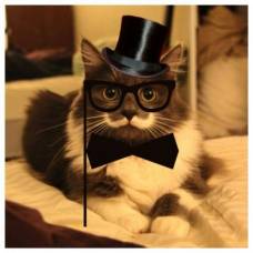 Кот по кличке гамильтон - самый стильный кот в сети