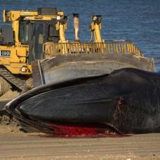 Как утилизируют туши мертвых китов