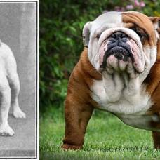 Как изменились породы собак за последние сто лет