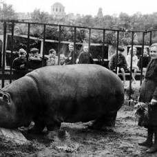 Как ленинградский зоопарк пережил блокаду