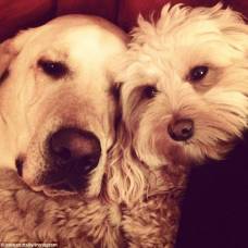 Парочка очаровательных псов стали звездами instagram