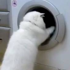Кошки и стиральные машины