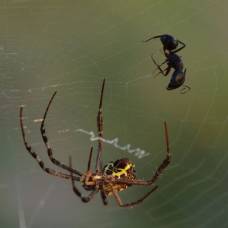 Почему пауки способны ползать по любой поверхности