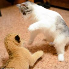 Как очаровательный котенок лигра подружился с мамой-кошкой