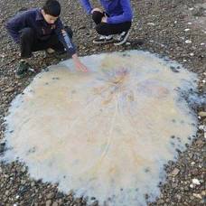 В тасмании нашли неизвестную науке гигантскую медузу