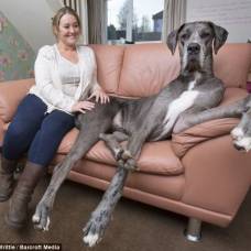 Немецкий дог по кличке фредди - cамая высокая собака великобритании