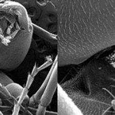 Шея муравья выдерживает нагрузку, в 5 000 раз превышающую вес тела насекомого