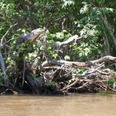 Крокодилы умеют лазать по деревьям