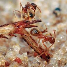 Бешеные муравьи сособны нейтрализовать яд огненных муравьев