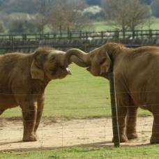 Слоны успокаивают друг друга во время стрессовых ситуаций