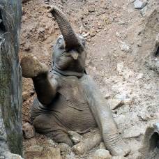 Индийские сельчане спасли слоненка, упавшего в грязевую яму