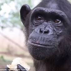 Трогательный момент прощания шимпанзе вунды с людьми, спасшими ей жизнь