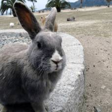 Окуносима - остров кроликов в японии