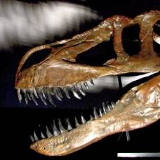 Палеонтологи нашли крупнейшего динозавра европы в португалии