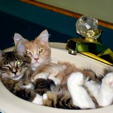 Фотопозитив: кошки и раковины