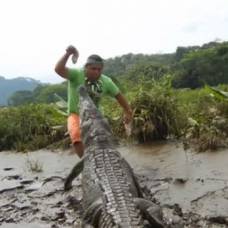 Житель коста-рики играет с диким крокодилом как с собакой