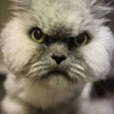 У знаменитого grumpy cat появился конкурент — angry cat