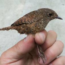 Новое семейство певчих птиц обнаружено в азии