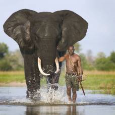 Слоны по голосу устанавливают этническую принадлежность человека