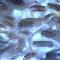 Ледяные черви - удивительные живые существа